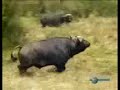lions adventures.