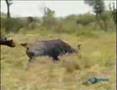 lions adventures.