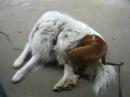 Pyr VS Vizsla