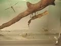 mantis movie mantis movie
