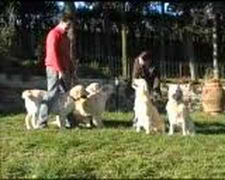 chiaroscuro golden retrievers group ...