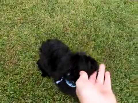 Renzo..Sweet boy.. FIRST Generation Schnoodle!!