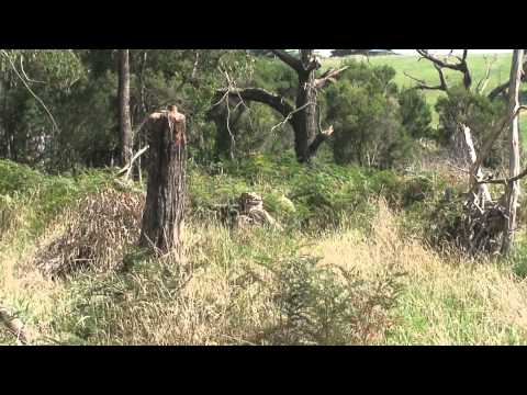 Bass Coast Paintball