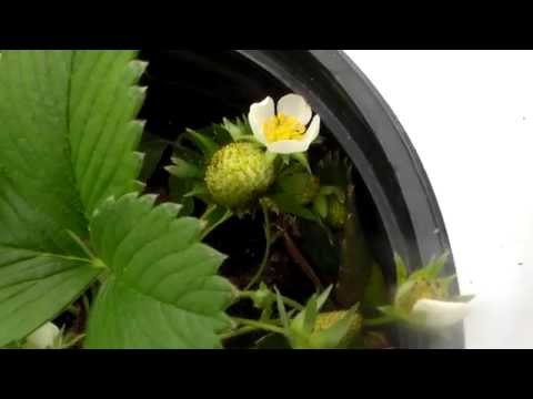 how to grow fragaria x ananassa