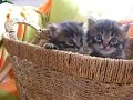 2 minik pofidik kedicik yuva ar?yor