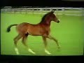 Learning Intelligent Horsemanship with Kelly Marks(Part One)