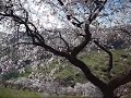 Almendros en flor - La Contraviesa (Alpujarra)