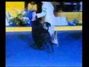 Portuguese Water Dog - WORLD DOG SHOW 2008 - SWEDEN