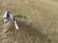 Happy Recovered Great Dane Papaya