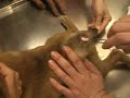 Injured Brown Puppy
