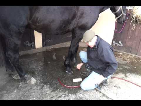 how to treat mud fever