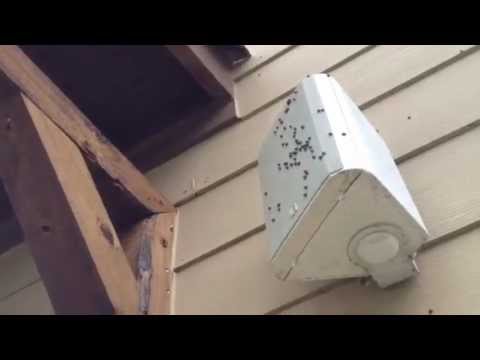 how to get rid of kudzu stink bugs