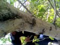 look out for that tree