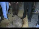 True Vineyard Ministries - Sheep Shearing in Rwanda - 3
