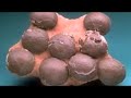 grateful thanks to bobby darin and wikipedia's dinosaur listing

http://en.wikipedia.org/wiki/bobby_darin

the amazing vaporman tells me
