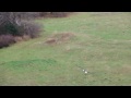 Awesome eagle antics