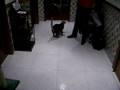 Gatos a brincar