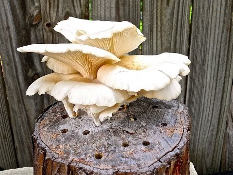 how to care oyster mushroom