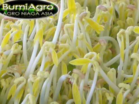 How to Grow Bean Sprout - Jadilah…