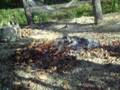 Burning the Chair part 3