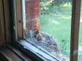 Click here to watch this video about one week old chicks.AVI