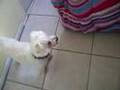 Bichón Frisé video