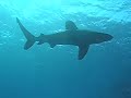 Elphinstone Reef Video