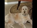 tucker dog