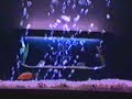 Aqu�rio decorativo pendurado na parede