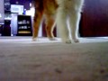 sheltiepuppy.MOV