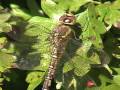 videos de Migrant Hawker