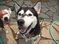 Kale, The Malamute Puppy