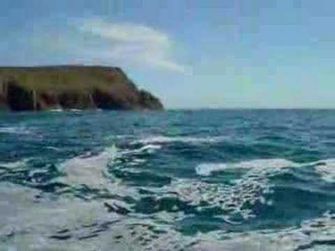 Basking Shark - Lands End