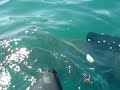 ben, will and myself spearfishing off lands end spotted this shark feeding.
