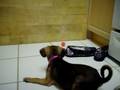 puggle playing with ping pong ball