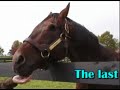 Famous Retired Race Horses - \"Old Friends\" Famous Retired Race Horses - \"Old Friends\"