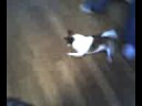 dog chasing pinlight dog chasing pinlight