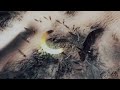 From Dust