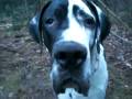 Dogge albern