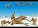 Save the Wolves!
