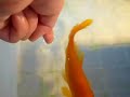 Goldfish kisses my finger