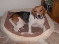 My Dog SunShine Barking