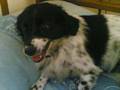 lucyna