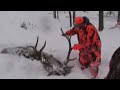 Two Amazing Elk Hunts - 7x6 Michigan Bull Elk in Snow