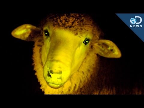 glowing - Everything seems to be glowing these days! First glowing plants, now... sheep! Anthony reports on the fluorescent protein that's turning animals bioluminesce...