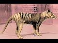 cryptozoology pt 1