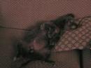 Pichi, LE chien... Pichi, LE chien...