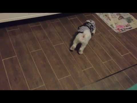 Training a cute dog at home