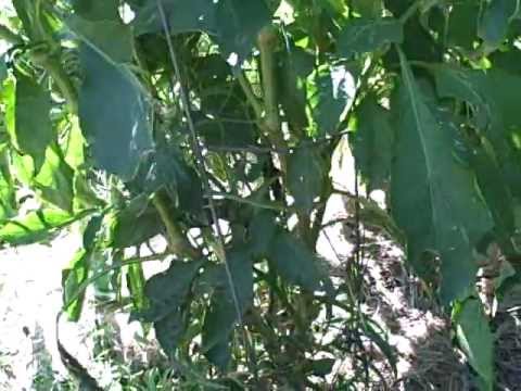 how to harvest bell peppers
