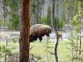 videos de buffalo.MOV